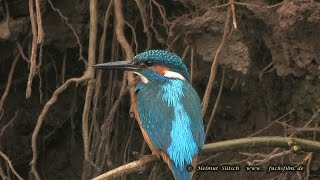 Eisvogel  kingfisher [upl. by Cissy]