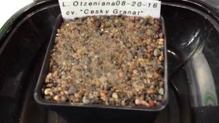 Planting Lithops otzeniana cv Cesky Granat And Lithops lesliei cv quotFreds Redhornquot Seeds [upl. by Cinimmod]