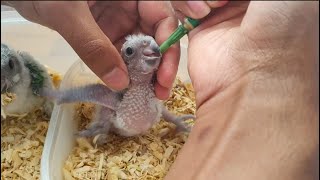 How To Hand feed Baby Parrots  Senegal Parrot NutriBird [upl. by Deva]