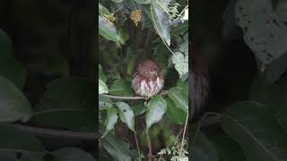 Pygmy Owl bird birds naturephotography [upl. by Leonanie971]