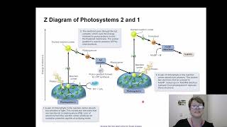 BIOL 1406 Chapter 8 Part 2 [upl. by Blasius448]