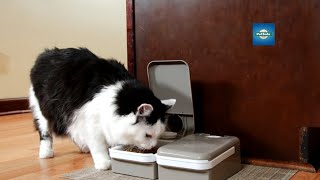 Automatic Pet Feeder for Cats and Dogs  PetSafe® [upl. by Ynnot]