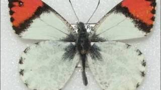 Sara Orange Tip Butterfly Life Cycle 720p HD V08224 [upl. by Winni]