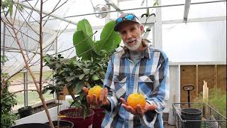 Growing Your OWN Vitamin C  Louisiana ORANGES [upl. by Ffoeg84]