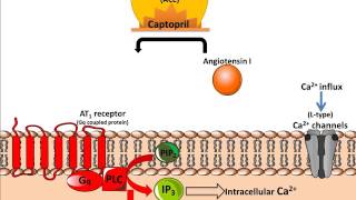 Mechanism of Action of ACE inhibitors [upl. by Travis]