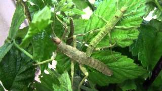 L3 Eurycantha calcarata giant spiny stick insect [upl. by Enia]