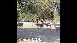 Glenwood NM Wildlife nomadikq subscribe deer [upl. by Ardried]