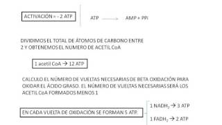 Biología  Cálculo del balance energetico de la oxidacion de un acido graso [upl. by Notffilc]