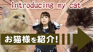 【Todays cat】はじめまして、お猫様紹介動画！ [upl. by Damian753]