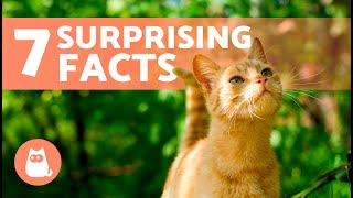 7 FACTS About ORANGE CATS 🐱🧡 [upl. by Waneta]