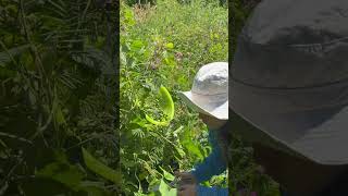 Mountain Foraging Adventure Indigenous People Harvesting Bitter Eggplant in the Wild [upl. by Atirihs]