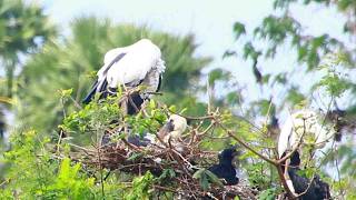 Birds Build a Nest From Catching Twigs to Hatching Eggs  BirdsLifeCycle [upl. by Hauger]