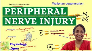 Wallerian degenration and regeneration  Nerve injury classification  Physiology mbbs 1st year [upl. by Ainatit]