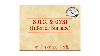 SULCI amp GYRI INFERIOR SURFACE [upl. by Ecnerwal]