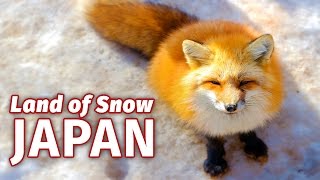 Why Japan is the Snow Capital of the World [upl. by Dunkin]