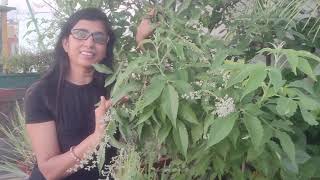 NirgundiIndrani दिव्य औषधि पौधे के बारे में पूरी जानकारी  five leaved chaste plant in big pot [upl. by Elay]