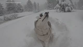 Huskies Bound Through Deep Snow as Blizzard Hits Tahoe [upl. by Ikkiv]