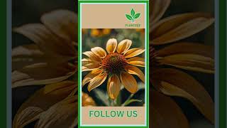 Pinwheel Coneflower Care plant houseplants gardening coneflower plantcare plantlife [upl. by Aivirt65]