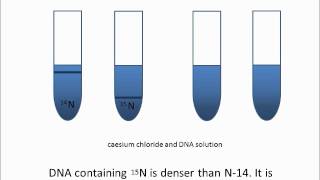 PART10 MESELSON AND STAHLS EXPERIMENT CHAPTER 6 NCERT CLASS 12TH BIOLOGY [upl. by Ajiat9]