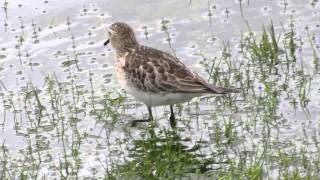 Waders shorebirds in Colombia Bairds Sandpiper Calidris bairdii Ereunetes bairdii [upl. by Enilreug]