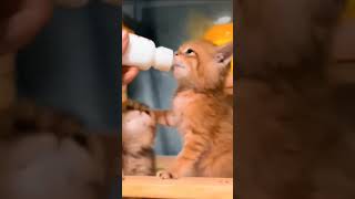 cat feeding fun 😻 cat kittycomedy funny kitty comedy cutecomedy shaababies [upl. by Aisak531]