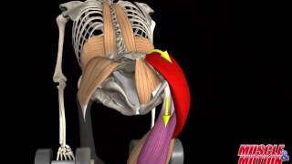 Gluteus Maximus Muscle [upl. by Aw580]