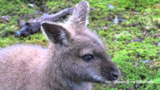 Pademelons  Bennetts Wallaby in Cradle Mountain [upl. by Dunton62]