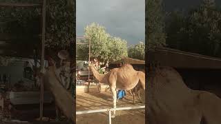 🐫 chameaux ifrane fes dromadaires [upl. by Thebazile849]