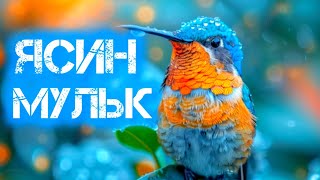 🔊🎧СУРА ЯСИН МУЛЬК КРАСИВОЕ ЧТЕНИЕ КОРАНА ДЛЯ УСПОКОЕНИЕ ДУШИ♥️ [upl. by Lauree813]