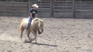 Horse training riding without a saddle or bridle [upl. by Sybilla]