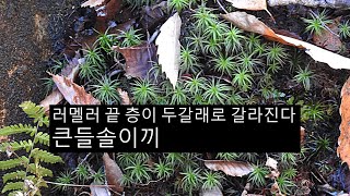 큰들솔이끼 Pogonatum japonicum Sull et Lesq [upl. by Celie]