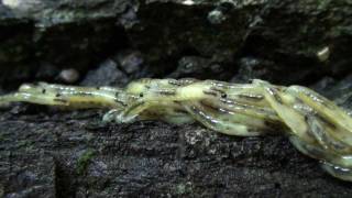 Fungus Gnat Larvae Sciaridae Swarming Behavior [upl. by Aikkin217]