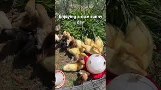 Got the babies outside on this beautiful day chicken duckling [upl. by Tronna]