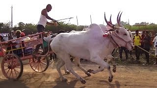 White bullocks  Huge crowd  Mudhol race [upl. by Enyamrahc40]