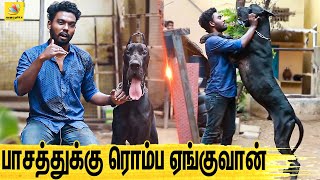 குழந்தையை பாத்துக்குற மாதிரி பாத்துக்கணும்  All About Dogs EPISODE  1  The Great Dane [upl. by Welbie]