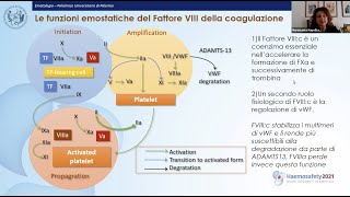 Le funzioni del Fattore VIII della Coagulazione [upl. by Mariele803]