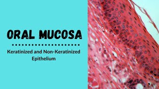 Keratinized and nonkeratinized epithelium  Oral Epithelium [upl. by Elocaj961]