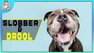 Slobber Alert The Most Drooling Dog Breeds Revealed [upl. by Allicerp364]