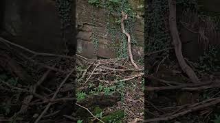 Wetheral caves  Cumbria aka St Constantines cell Where monks would dwell [upl. by Deanna]