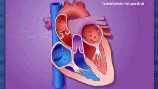 Cardiac Cycle  Systole amp Diastole [upl. by Ikik638]