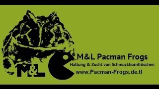 PACpedia Pacman Frog Morphlist by wwwPacmanFrogsdetl [upl. by Sorkin]