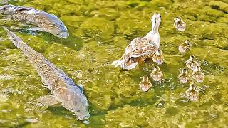 Mother duck refuses to abandon her baby duck Sibling bond [upl. by Mapel776]