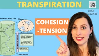 Transpiration and CohesionTension Theory Cohesion and adhesion in the transport of water in plants [upl. by Lucia]