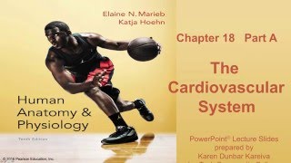 Anatomy and Physiology Chapter 18 Part A lecture The Cardiovascular System [upl. by Lipman980]