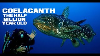 10 Coelacanth Facts  The Half BillionYearOld Fish  Animal a Day C Week [upl. by Hyacinthie]