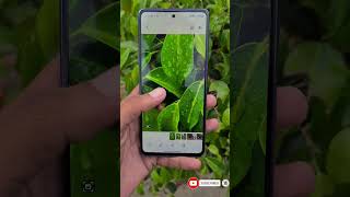 samsung galaxy s20 fe camera review camera quality testbest smartphone viralshorts2024 [upl. by Huber]