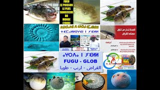 ⴰⵖⵔⴹⴰ  ⵟⴻⴱⴱⴰ ⵏ ⵢⵉⵍⵍ  Le Fugu  Glob  ارنب البحر  الطوبة [upl. by Suidualc]