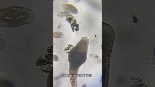 PLANARIA FLATWORM facts flatworm microscope faktaunikbinatang faktatentanghewan faktaunik [upl. by Liponis]