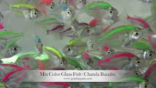 glass fish mix color Chanda Baculis  Aquarium Tropical Fish [upl. by Emmons]