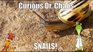 Snails for Kids  Curious Dr Chaos  Educational videos for kids [upl. by Lemmy361]